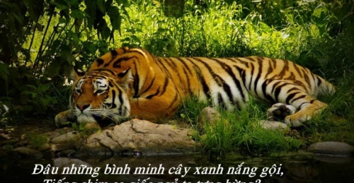 5 bài văn phân tích hình tượng con hổ trong bài thơ nhớ rừng (thế lữ) (ngữ văn 8) hay nhất