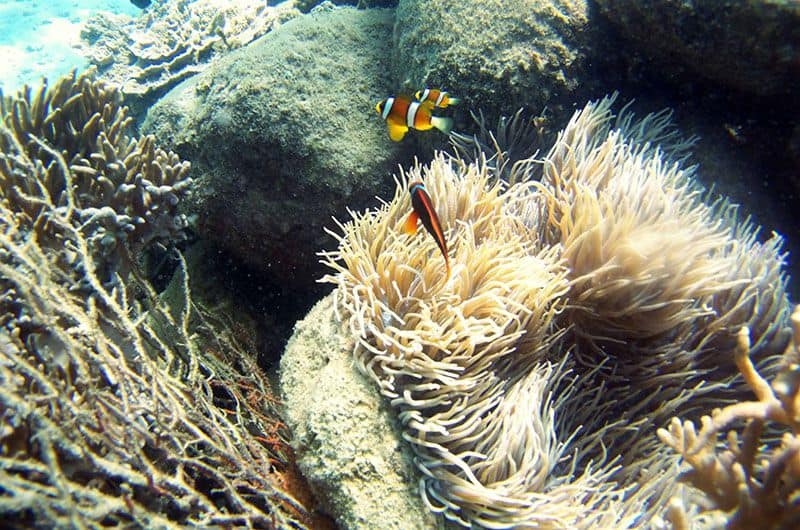 du lịch, miền trung, bạn đã biết nét độc đáo khu du lịch vịnh san hô nha trang hay chưa?