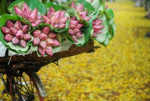 7 loài hoa đẹp và phù hợp nhất cho ngày chụp kỷ yếu