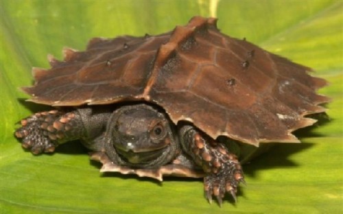 5 loài rùa lạ nhất thế giới có thể bạn chưa biết