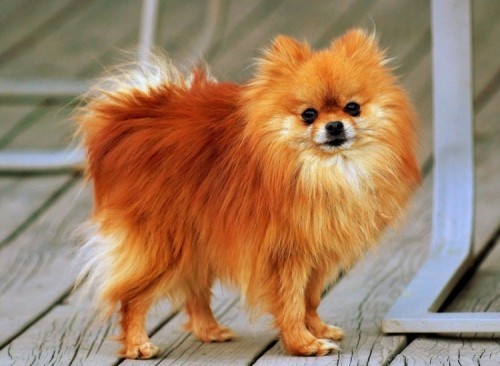 10 loài chó nhỏ nhất và dễ thương nhất thế giới