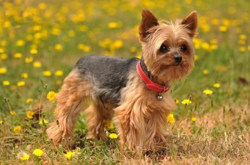 10 loài chó nhỏ nhất và dễ thương nhất thế giới