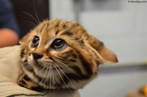 10 loài mèo hiếm nhất thế giới