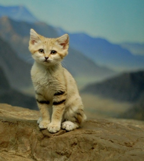 10 loài mèo hiếm nhất thế giới