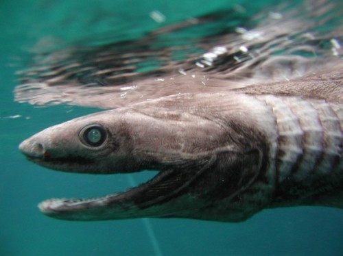 9 loài cá mập hung ác nhất của đại dương