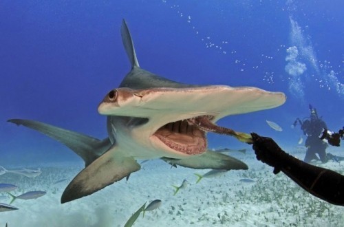 9 loài cá mập hung ác nhất của đại dương