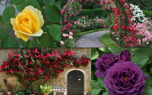 5 điều cần biết về lễ hội hoa hồng bulgaria - đảo hoa hồng lớn nhất việt nam
