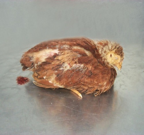 8 bệnh thường gặp nhất ở gà và cách phòng chống, chữa trị hiệu quả