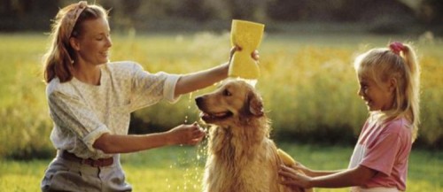 5 dầu tắm tốt nhất cho chó bạn nên sử dụng