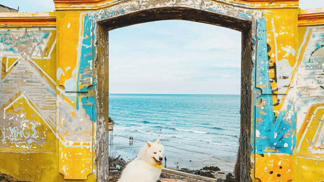 beach town, pet owner, travel destination, vietnam, vung tau, tourist discovers vung tau with pet