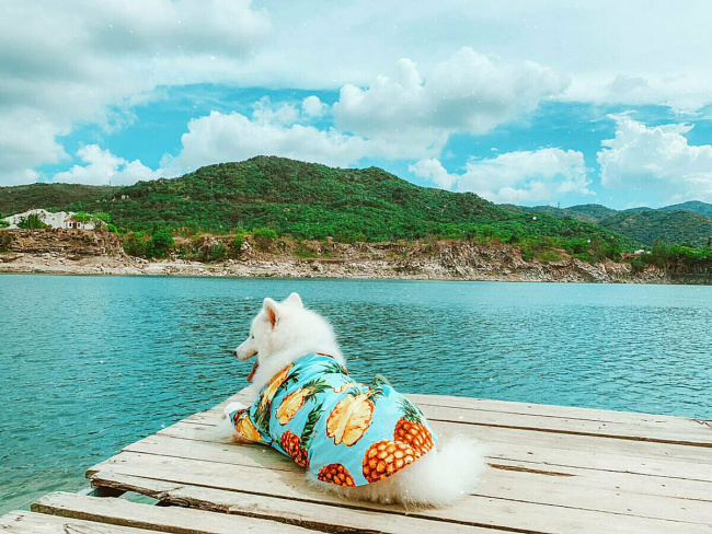 beach town, pet owner, travel destination, vietnam, vung tau, tourist discovers vung tau with pet