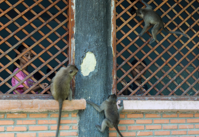 saigon monkey colony provides feral delight, saigon monkey colony provides feral delight
