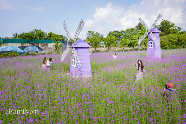 check-in, compass travel vietnam, lavender fields in the heart of hanoi, long bien district, young people “die tired” with lavender fields in the heart of hanoi, wide-eyed spoiled “check-in” is not going far