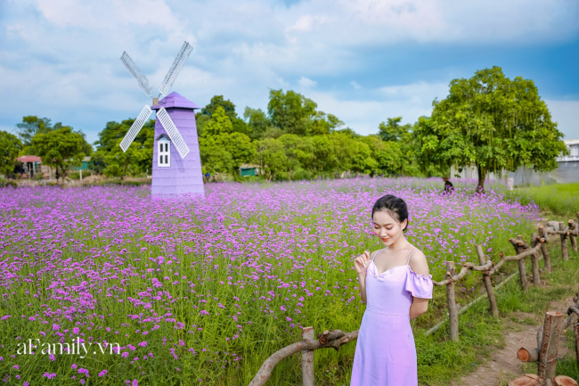 check-in, compass travel vietnam, lavender fields in the heart of hanoi, long bien district, young people “die tired” with lavender fields in the heart of hanoi, wide-eyed spoiled “check-in” is not going far