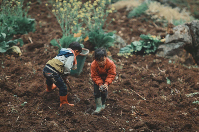 childrenin the highlands, customs and customs, ha giang highlands, ha giang stone plateau, inclement weather, photographers, production labor, pursuit of dreams, vietnamese people, 2 hmong babies picked up the dirt, sowed parents seeds and smiled to make many people “melt”