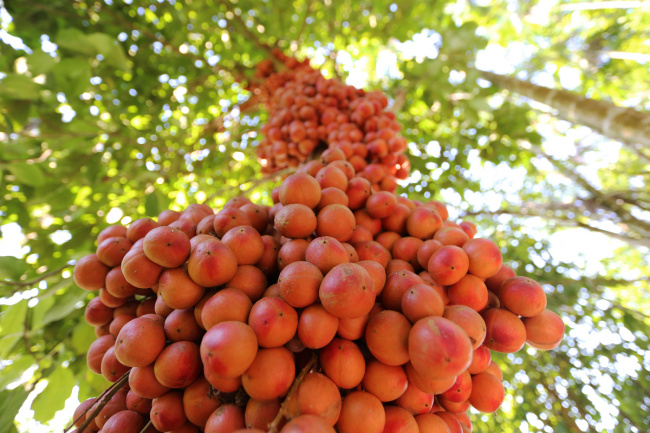 burmese grapes, compass travel vietnam, fruit, quang nam, vietnam, central vietnam district turns red with ripening burmese grapes
