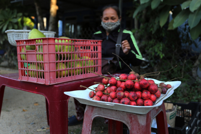 burmese grapes, compass travel vietnam, fruit, quang nam, vietnam, central vietnam district turns red with ripening burmese grapes