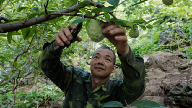 lang son province, rocky highlands expedition yields tons of custard apples, vietnam, rocky highlands expedition yields tons of custard apples