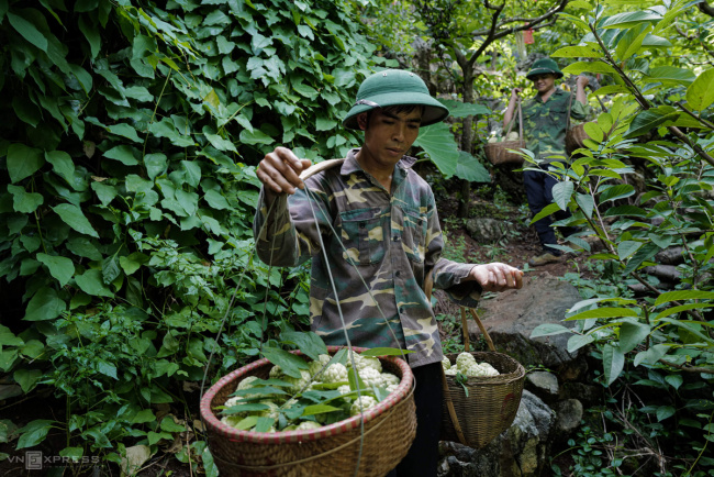 lang son province, rocky highlands expedition yields tons of custard apples, vietnam, rocky highlands expedition yields tons of custard apples
