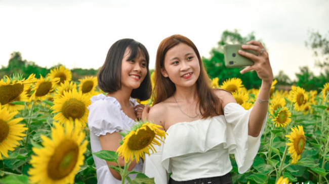 dazzling sunflower garden draws photo seekers on saigon outskirts