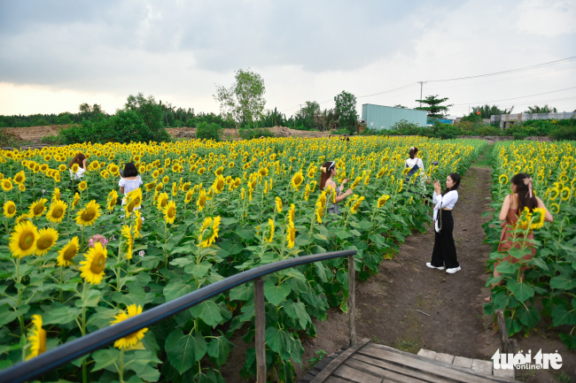 dazzling sunflower garden draws photo seekers on saigon outskirts