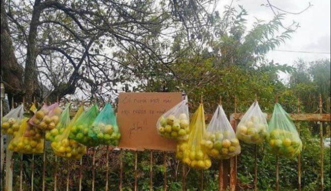 Hanging guava fence ‘natural invite’ makes people admiring ‘cute Dalat people’