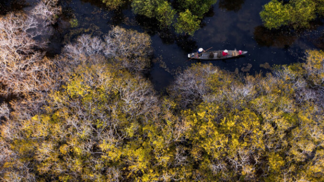 Autumn yellow takes possession of central Vietnam’s Ru Cha mangrove forest