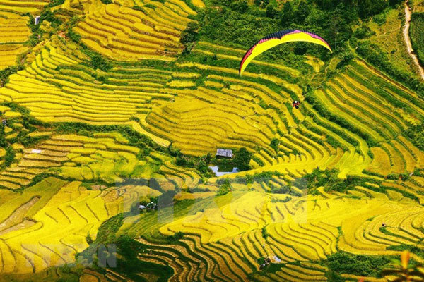 compass travel vietnam, mu cang chai terraced fields, ripen season, travel news, coming to mu cang chai terraced fields in ripen season