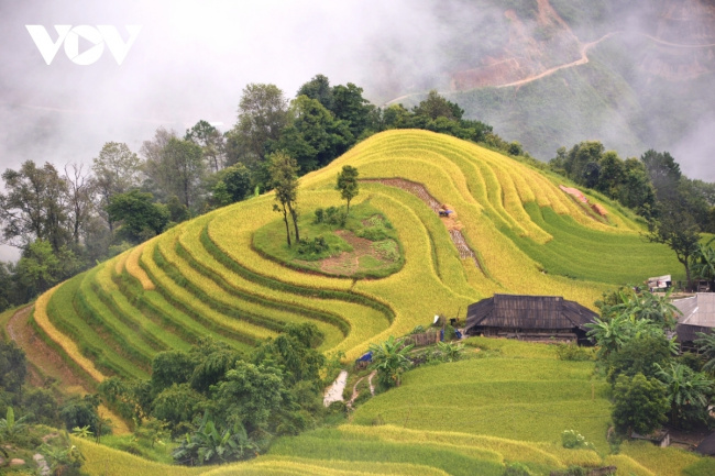 compass travel vietnam, ha giang travel, hoang su phi, terraced fields, vietnam travel, terraced fields of hoang su phi appear stunning during harvest season