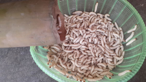Try bamboo worms – a specialty from Son La