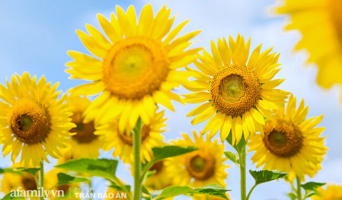 Just in September, the field of sunflowers and lotus lagoons right in Saigon has bloomed as beautifully as Tet, costing 40,000 VND to see all day long!