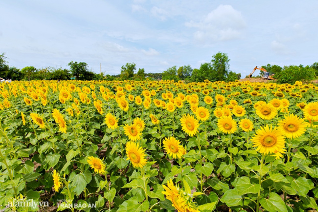 field trip, just in september, the field of sunflowers and lotus lagoons right in saigon has bloomed as beautifully as tet, costing 40,000 vnd to see all day long!