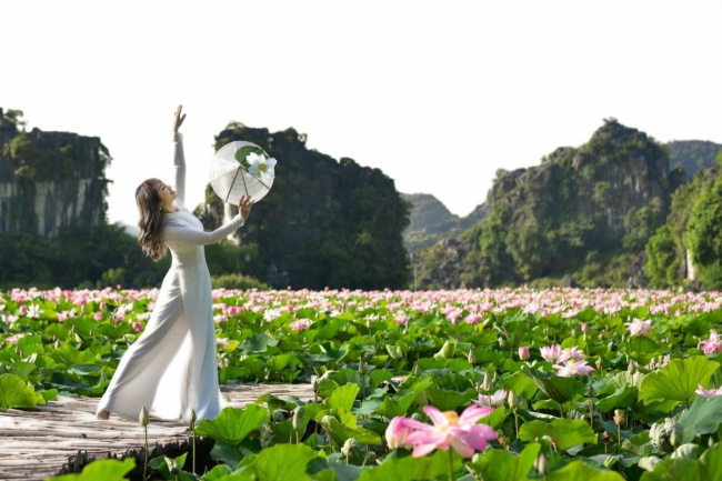compass travel vietnam, lotus pond, mua cave, ngoa long, ninh binh, ninh binh province, ninh binh travel, ninh xuan commune, travel vietnam, amazing lotus blossoming in early autumn