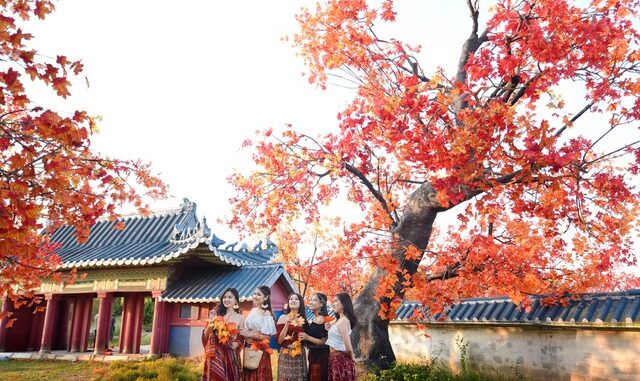 Hanoi red maple road attracts visitors