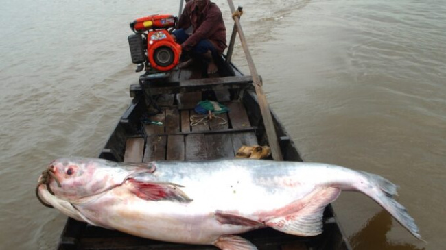 Set up a team to hunt the sea monster “Loch Ness Viet” near Hanoi (Bac Giang)