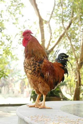 9-cockspur chicken, phu tho vietnam, travel vietnam, phu tho: 9-cockspur chicken