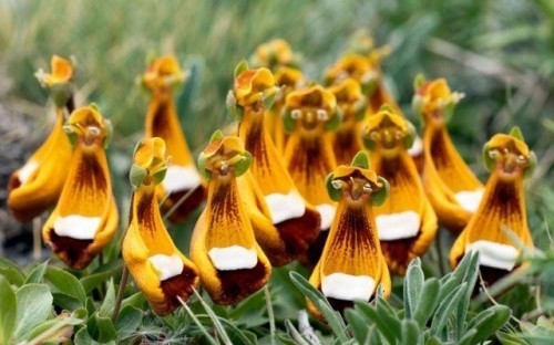 18 loài hoa kì lạ nhất quả đất