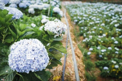 5 Vườn hoa cẩm tú cầu đẹp nhất Đà Lạt