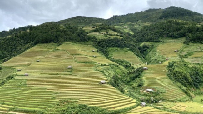 Take the harvest route to Mu Cang Chai