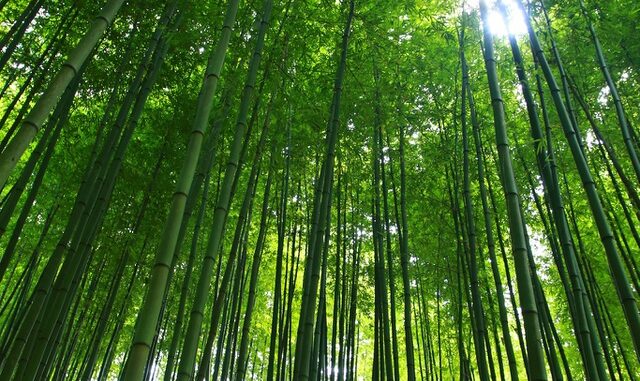 The locals “fever”, hunting for beautiful bamboo forests like historical movies in Yen Bai