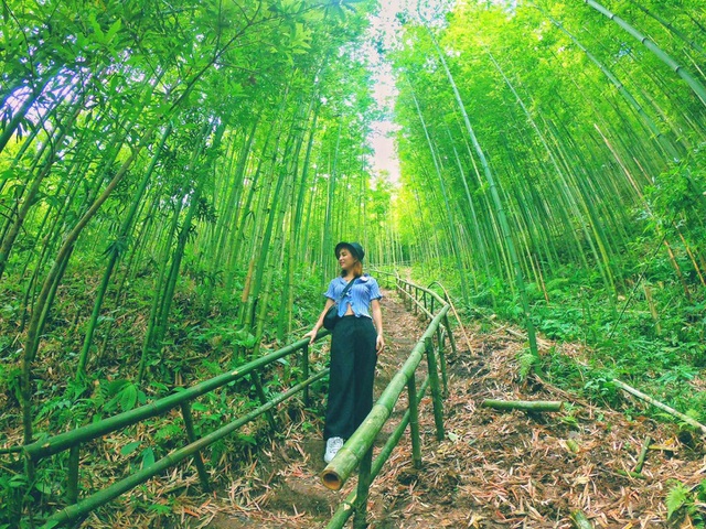 best destinations in yen bai vietnam, compass travel vietnam, travel to vietnam, what to do in yen bai vietnam, yen bai vietnam travel guide, the locals “fever”, hunting for beautiful bamboo forests like historical movies in yen bai