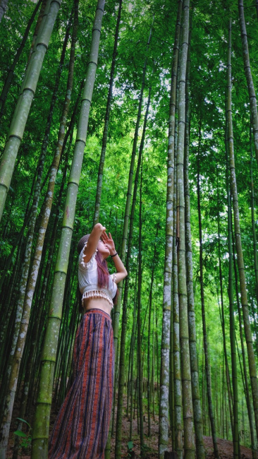 best destinations in yen bai vietnam, compass travel vietnam, travel to vietnam, what to do in yen bai vietnam, yen bai vietnam travel guide, the locals “fever”, hunting for beautiful bamboo forests like historical movies in yen bai
