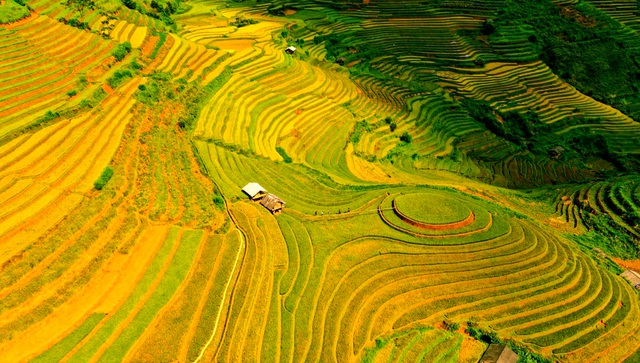 See the “golden silk ribbons” in Mu Cang Chai