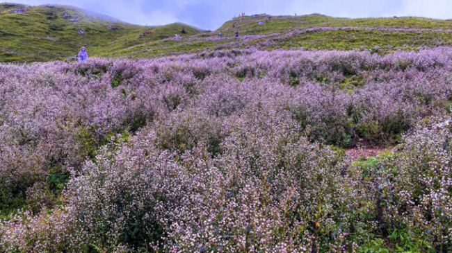 Conquering Ta Lead Nhut mountain in purple flower season