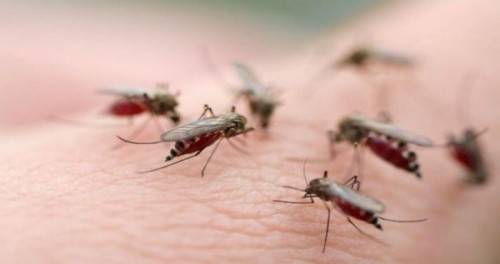 8 căn bệnh do muỗi chích gây nguy hiểm cho trẻ