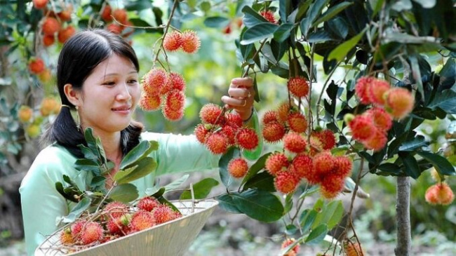 ‘Take a look at’ the most famous fruit gardens near Saigon (Part 2)