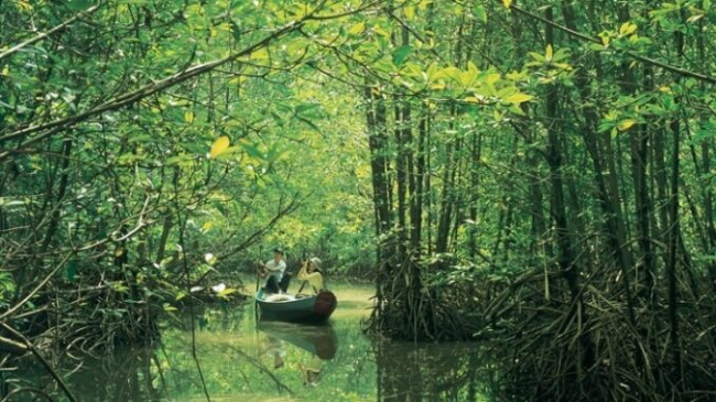Can Gio Biosphere Reserve – a peaceful, blue place right in Saigon