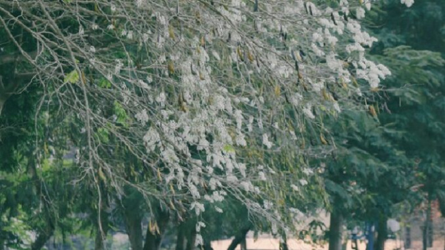 Come on again, Hanoi’s white flowers bloom season