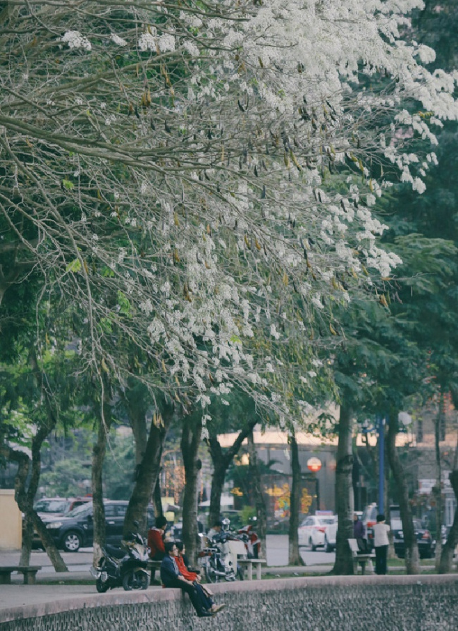compass travel vietnam, hanoi, hanoi inside guide, hanoi itinerary, hanoi travel guide, hanoi vietnam, transport to hanoi, travel to hanoi, travel to vietnam, white flowers bloom season, come on again, hanoi’s white flowers bloom season
