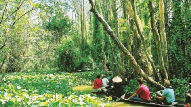 Immerse yourself in the nature of Dong Thap Muoi ecotourism area